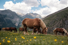 Horses Grazing Grass In Countryside