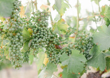 Close Up Of Bunches Of Green Grapes