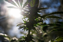 Hemp Plant On A Meadow In Morning Light, In A Fog Haze. Cannabis Leaf