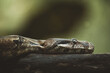 © Akela - from alp to alp/Stocksy - portait of a python