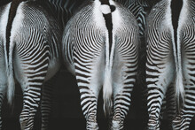 Backs Of Three Zebras