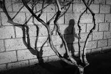 Shadow Of A Walker Among Branches.