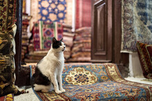 Cat Is Sitting Inside Shop Of Persian Carpets