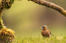 Chaffinch Eating Seeds  