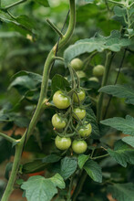 Unripe Green Tomatoes Growing On Vine In Farmland