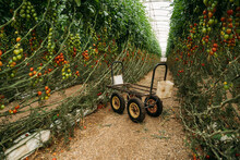 Cart In Greenhouse With Tomatoes