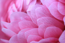 Macro Of Pink Petals Of Chrysanthemum Flower. Background Of Petal
