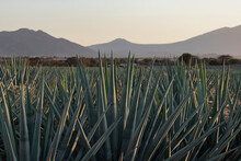 Agaves For Tequila With Mountains In The Background