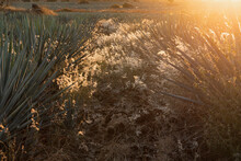 Agave And Bright Flowers On A Tequila Field
