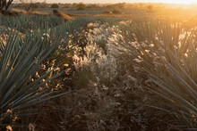 Landscape Full Of Agaves And Flowers In The Fields Of Tequila 