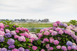 © Raymond Forbes LLC/Stocksy - Coastal summer landscape Hydrangea colorful bloom in New England