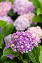 Hydrangea Close Up Is Purple  Bloom In New England In Summer 