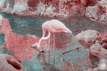 Pink Flamingos, Infrared Photography