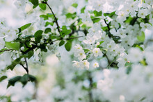 Beautiful White Spring Blossom Flowers Of The Pear Tree