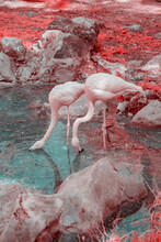 Pink Flamingos, Infrared Photography