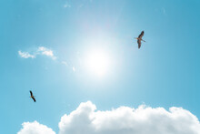 White Storks Flying Under The Sun