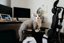 Cat On Workbench