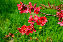 Beautiful Spring Chaenomeles Speciosa Flowers - Japanese Quince