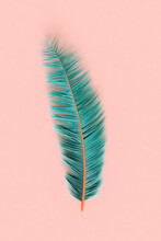 Blue Feather On A Pink Background. 3d Render