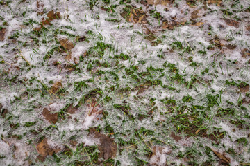 Wall Mural - Melting snow in nature on the grass, top view