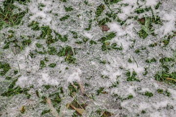 Wall Mural - Melting snow in nature on the grass, top view