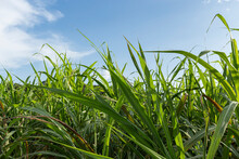 Sugar Cane Field Planted With A Blue Sky In The Background 