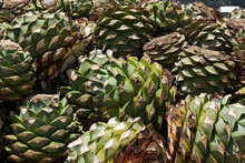 Texture Of Agave Pineapples Cut To Make Mezcal