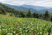 Corn Field With Pine Trees And Mountains In The Background 