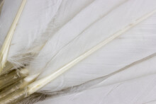 White Feathers Macro  