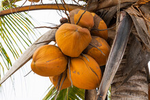 Orange Coconuts Hanging From A Palm Tree 
