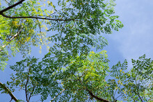 Moringa Tree In A Sunlight 