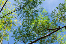 Moringa Tree With The Rays Of The Sun And A Blue Sky 