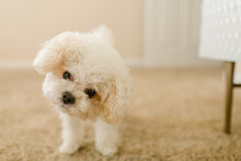 Cute Puppy Portrait