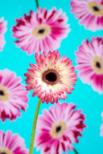 Gerbera Daisy In Front Of Some Gerbera Daisies On A Screen