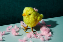 Yellow Teddy Chick And Pink Feathers