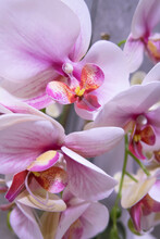 Pink Orchid Flowers