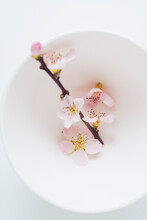 Cherry Blossoms In Bowl