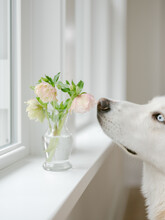 White Dog Smelling Fresh Cut Flowers