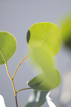 Green Eucalyptus Leaves