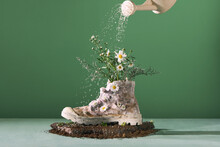 Watering A Flower In An Old Boot