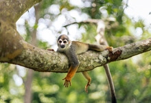 Spider Monkey In A Tree