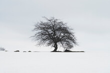 Black Tree In The Snow And Foggy Sky