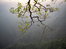 A Tree Branch Overhanging Mountains