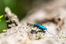 Bright Blue Bug