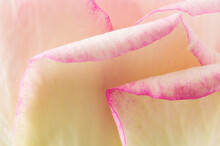 Minature Rose Petals, Macro