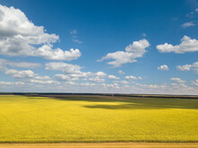 Countryside Landscape In A Blue Yellow Tones With Rapeseed Fields