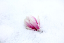 Fallen Magnolia Flower In The Snow