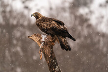 Golden Eagle Watchs Snowflakes Fall Perched On A Tree Stem 