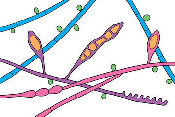 Sticker - Microscopic fungi Microsporum audouinii, illustration