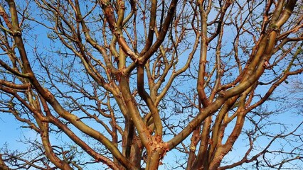 Wall Mural - Acer griseum tree bark which is commonly known as Paperbark Maple, stock video footage clip